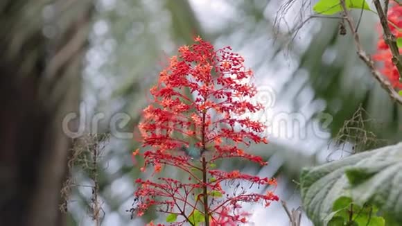 从热带雨林中的花朵中觅食的科利布里视频的预览图