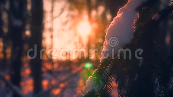 日落时分近景雪花飘落在被阳光包围的杉树枝上视频的预览图