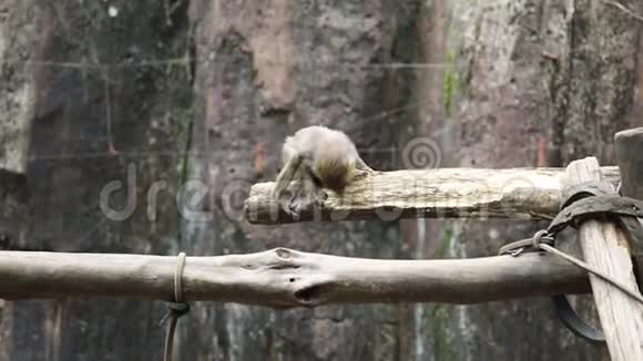小猴子坐在木头上视频的预览图