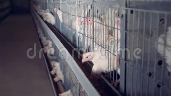男人在笼子里吃他们的食物视频的预览图