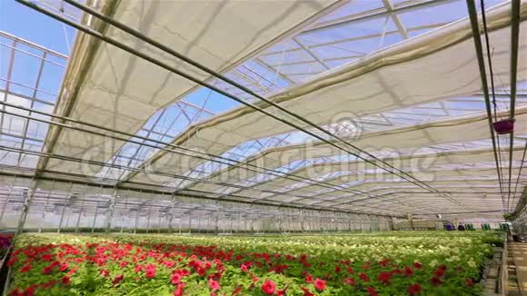 大型美丽的温室与盛开的皮图尼亚现代温室与自动玻璃屋顶很多红色的花朵视频的预览图