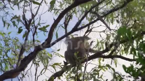 考拉在树枝上跳跃视频的预览图
