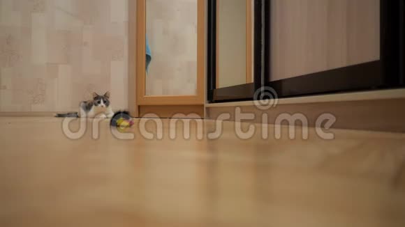 家猫表现出猎人的本能跳到老鼠玩具上视频的预览图