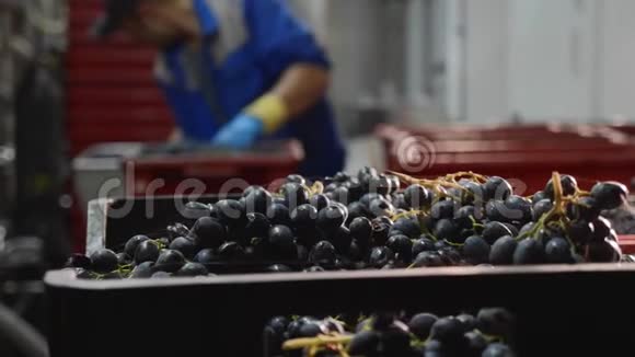 在酒庄生产室用葡萄盒包装背景为工作过程视频的预览图