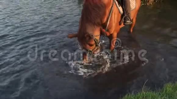 夏天带着马在小湖里洗澡的女孩视频的预览图