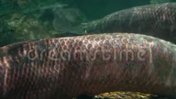 水下世界巨大的鱼在水下游泳斜坡梭子鱼阿拉帕马视频的预览图