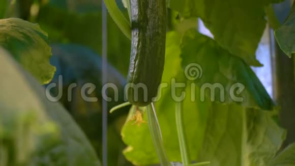 把黄瓜挂在灌木丛上视频的预览图