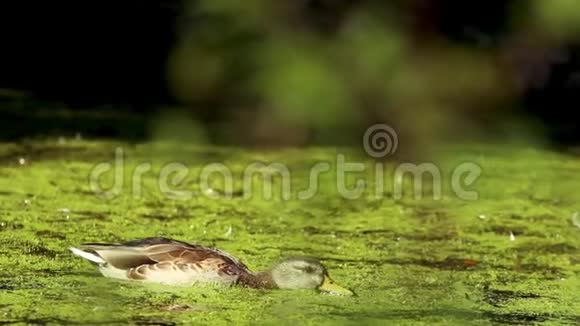 一只鸭子漂浮在溪流中吃着东西视频的预览图