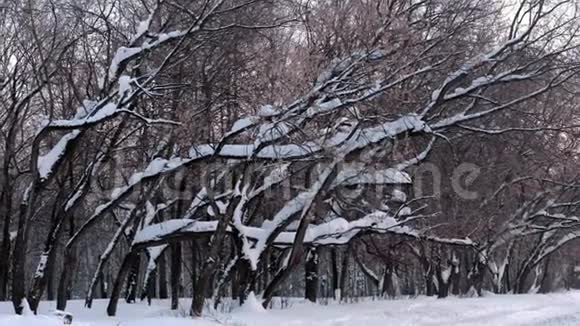 冬天的公园里树巷里的树枝上飘着雪视频的预览图