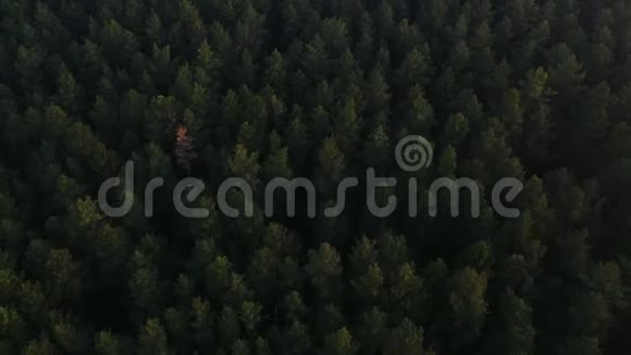 在森林中飞过一棵茂盛的绿松和云杉树顶视频的预览图