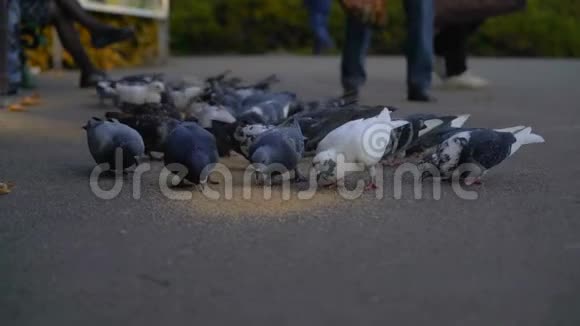 一群鸽子从地上啄粮食温暖季节4k视频的预览图