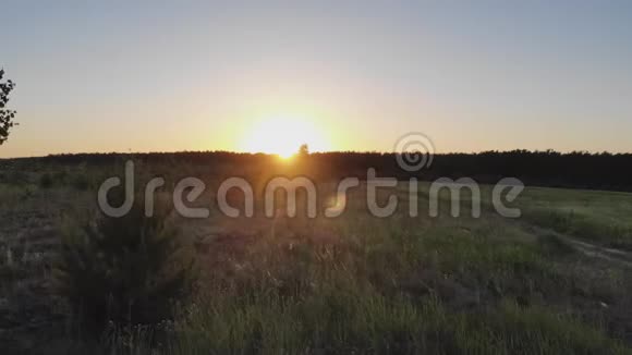 日落阳光洒满森林视频的预览图