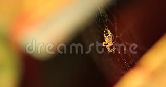 蜘蛛在木制小屋的网络视频4k视频的预览图