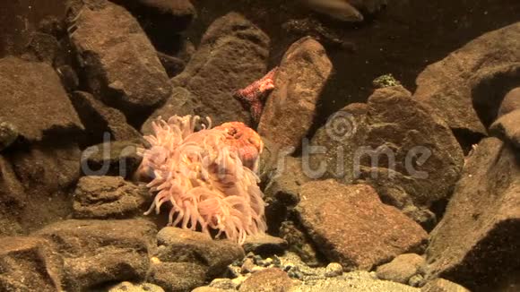 海洋生物海葵草莓海葵视频的预览图