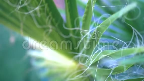 纹理自然背景扇状的棕榈叶的特写头发在风中发展布鲁尔和博克太阳视频的预览图