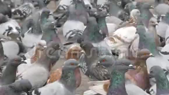 公园人行道上的鸽子视频的预览图