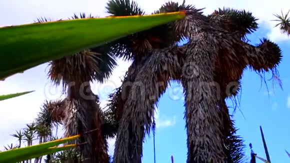 抽象艺术棕榈树蓝天背景视频的预览图