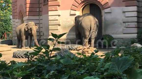 动物园里的大象大象把沙子倒在自己身上视频的预览图