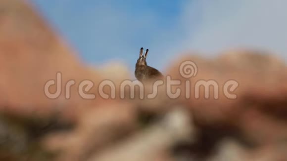 山野兔胆小的狮子在秋天坐在一个斜坡上在清澈的蓝天后面视频的预览图