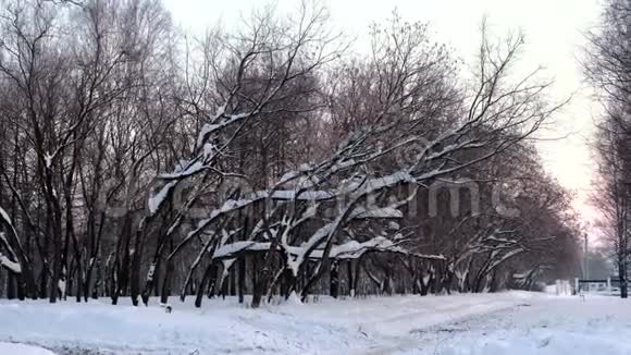 冬天公园里的树枝上飘着雪视频的预览图