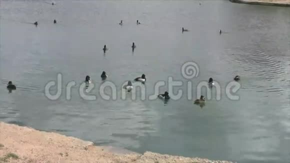 一群野鸭在池塘里游泳视频的预览图
