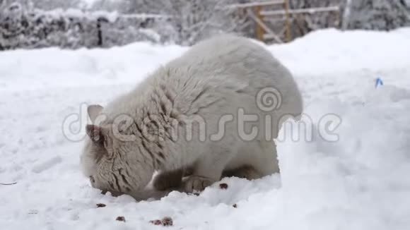 俄罗斯村庄寒冷的天气里家猫在雪地上吃干猫粮视频的预览图