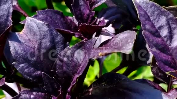 红罗勒芳香草本植物生长视频的预览图