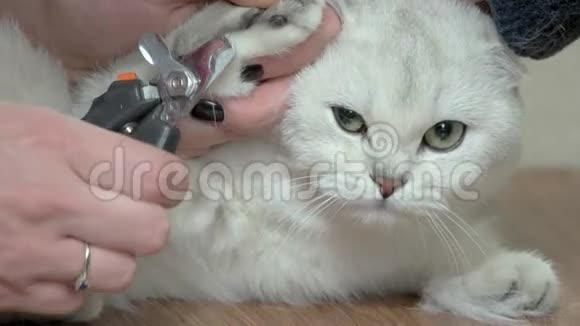 手拿猫指甲剪视频的预览图