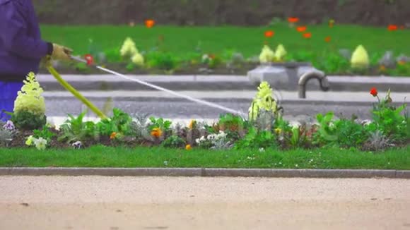 给公园里的一片花草坪浇水视频的预览图