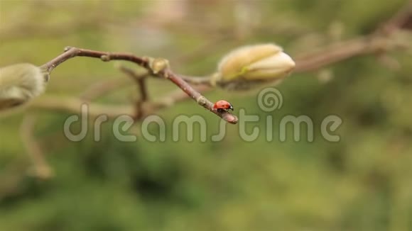 瓢虫红慢慢地爬过木兰的枝条视频的预览图