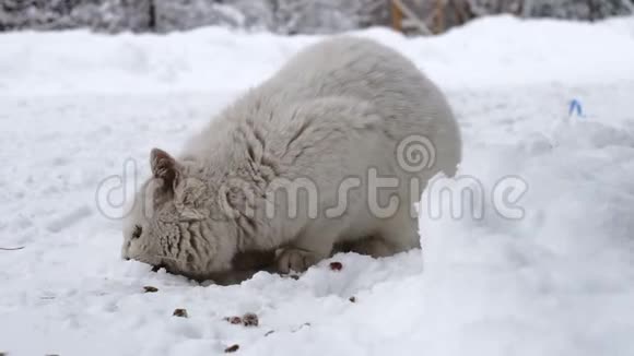 俄罗斯村庄寒冷的天气里家猫在雪地上吃干猫粮视频的预览图