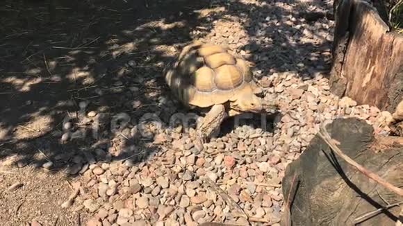 在阳光明媚的夏日海龟在动物园里散步欧洲波兰视频的预览图