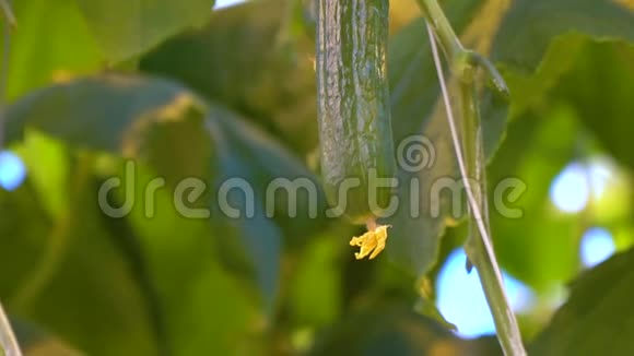 小黄瓜在花园里生长靠近视频的预览图