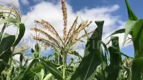 在玉米地中间玉米地玉米运动农场绿色草地农业视频的预览图