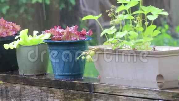 在雨中盆栽植物视频的预览图