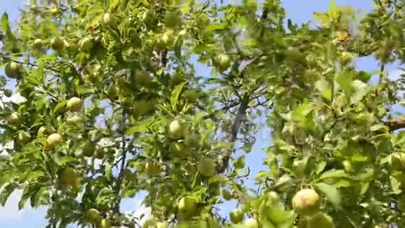 苹果生长在果园的一棵树上成熟的天然苹果在树枝上在一个美丽的夏日树枝上绿苹果生产者视频的预览图