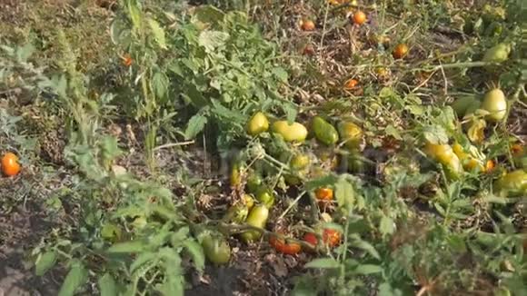 绿色的未成熟的和红色的成熟的西红柿在田间的藤蔓上花园里新鲜的有机植物大雨的声音视频的预览图