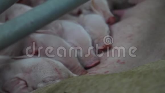 新生小猪吃视频的预览图