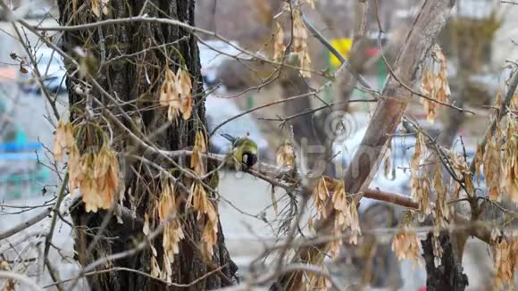 树上的黄鸟吃视频的预览图