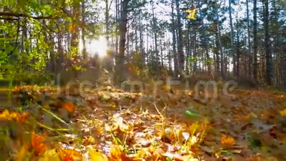 初秋森林的阳光跟踪射击视频的预览图
