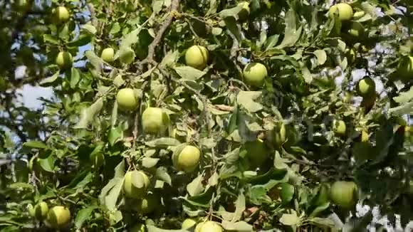 苹果生长在果园的一棵树上成熟的天然苹果在树枝上在一个美丽的夏日树枝上绿苹果生产者视频的预览图