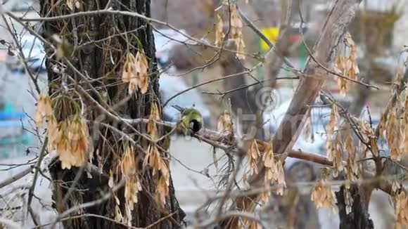 树上的黄鸟吃视频的预览图