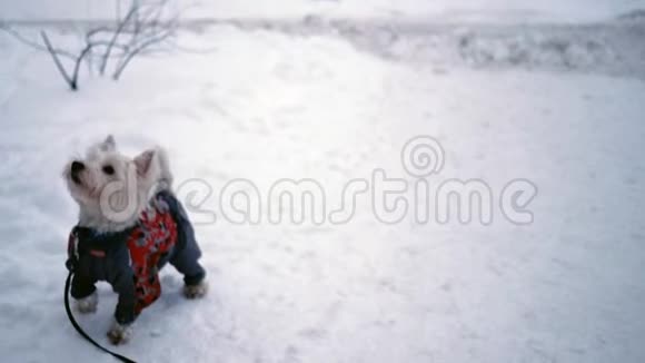 西部高地猎犬在雪地上跳跃视频的预览图