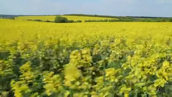 绽放的黄色油菜花田蓝天白云的夏日风景视频的预览图