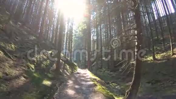 寂静的森林照耀着太阳视频的预览图
