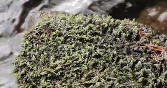 在河边的苔藓上的石头视频的预览图