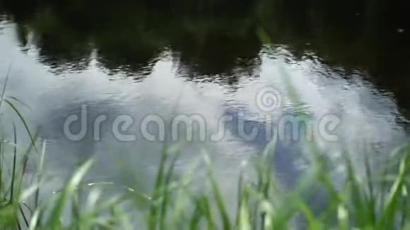 夏季绿林池塘景观森林中的夏季湖泊特写视频的预览图