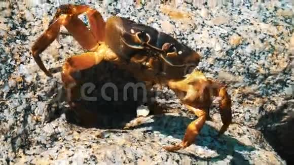 岩石上的大石蟹视频的预览图