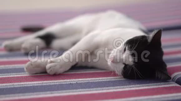 黑白猫趴在一旁休息视频的预览图