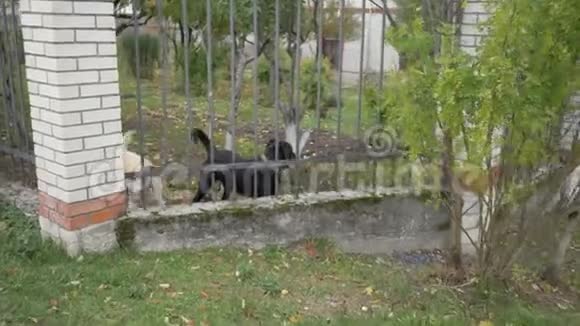 两只可爱的看门狗在篱笆后面吠着看着你4K视频的预览图